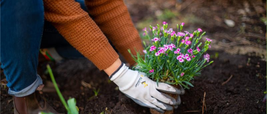 Gardener holding FireSmart plant
